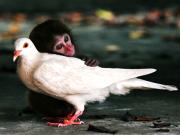 Beyaz Güvercin ve Küçük Maymun Yapbozu