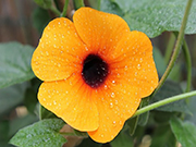 Black Eyed Susan Çiçeği Yapbozu