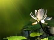 Göldeki Lotus Çiçeği Yapbozu Oyna