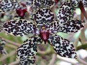 Leopar Desenli Orkide Yapbozu