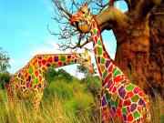 Renkli Zürafalar Yapbozu
