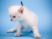 Sevimli Beyaz Kedi Yapbozu